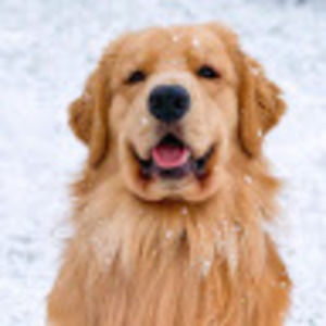 Meet your Posher, Cameron